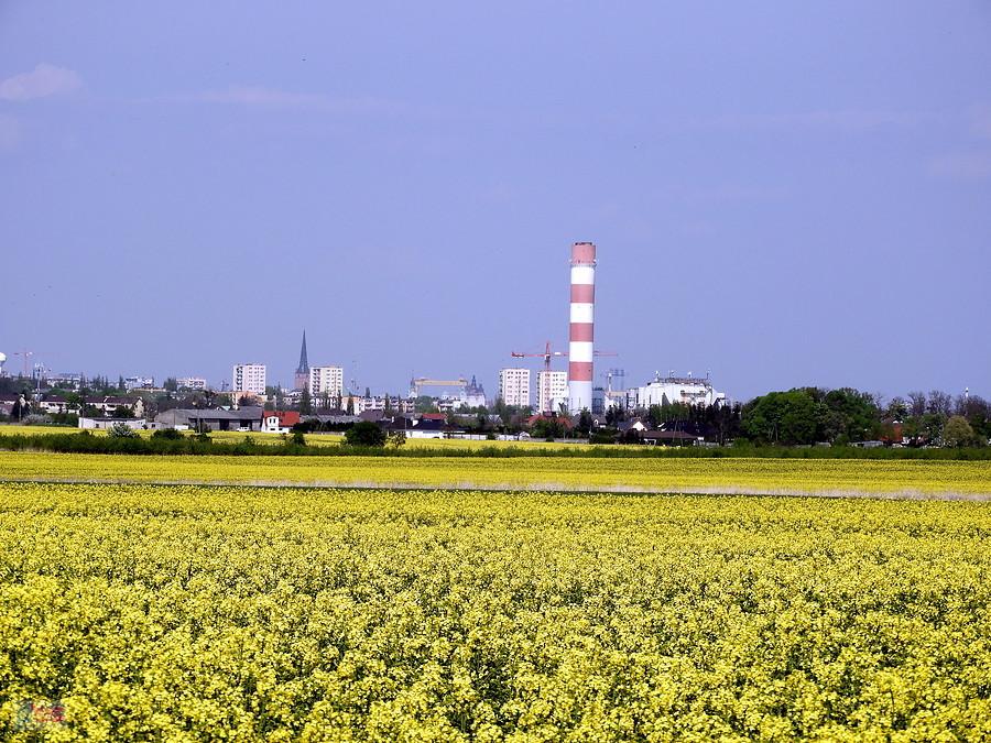 Obficie kwitnące rzepaki - w głębi zabudowania Szczecina.