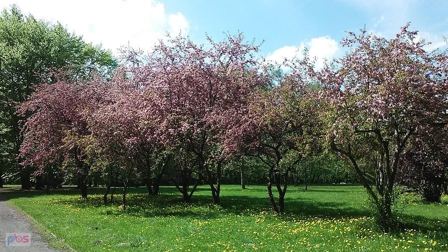 Park na Zdrowiu