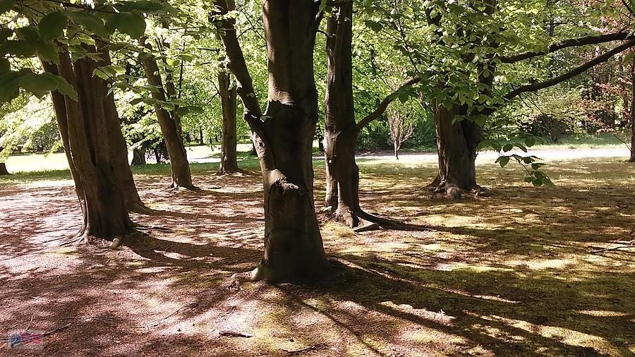 Park na Zdrowiu