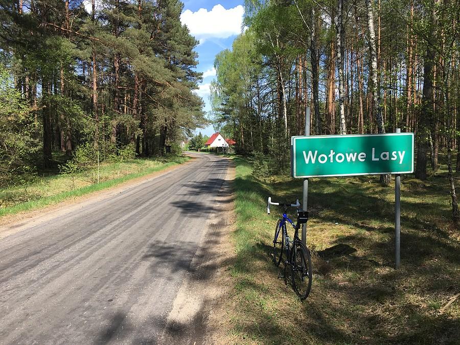 W Wołowych Lasach