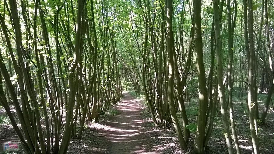 Ścieżka rowerowa w lesie obok Warty - dość trudna