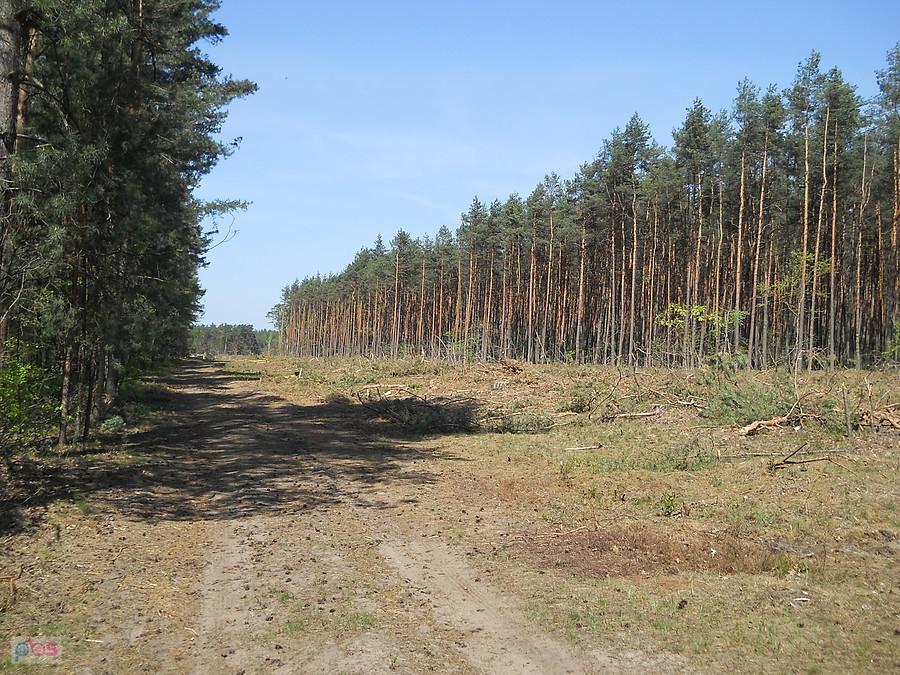 Tak wygląda Leśno Rajza