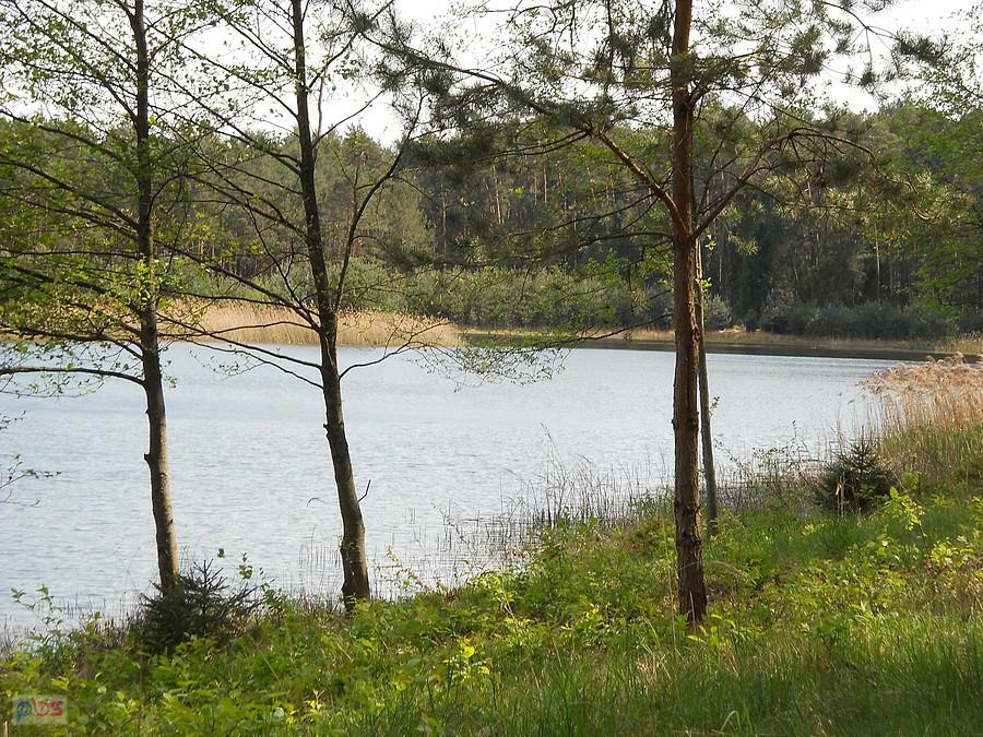 duży staw