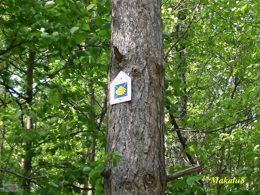 Gwoździami w drzewa :-O