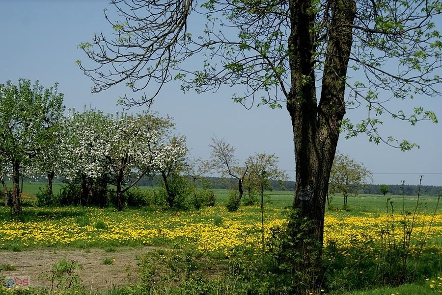 Gdzieś w polu