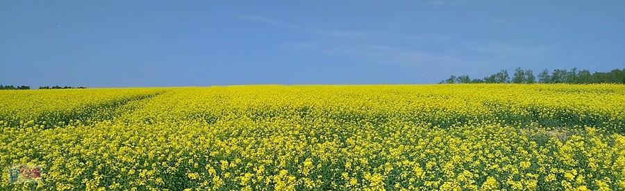 Prawda że podobną mają nasi sąsiedzi ? :)
