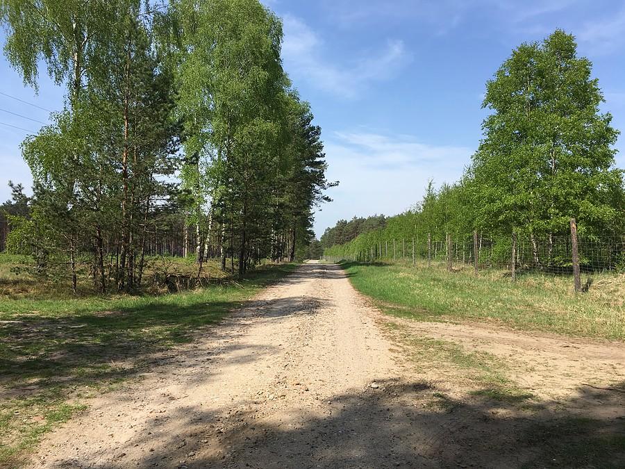 Droga w Puszczy Noteckiej łącząca Sieraków z Drezdenkiem
