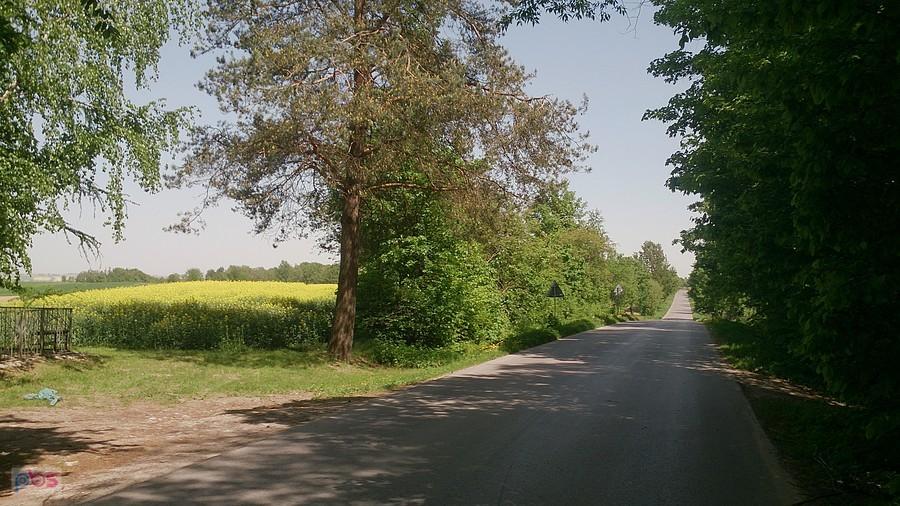 Asfalt w stronę Zakrzewia
