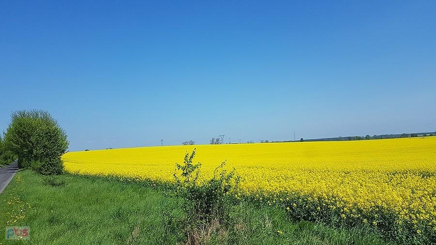 Rzepak w okolicy Klępina
