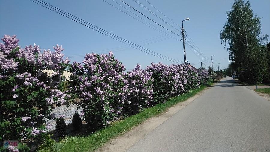 Żywopłot z bzów, coś pięknego