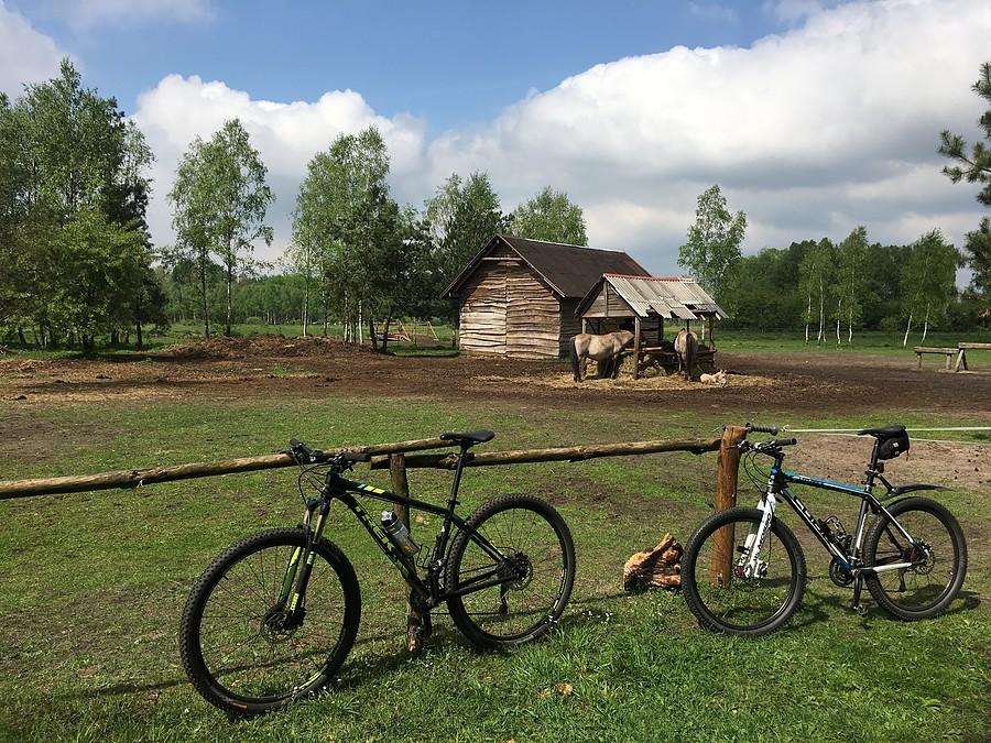Koniki polskie w Gębiczynie