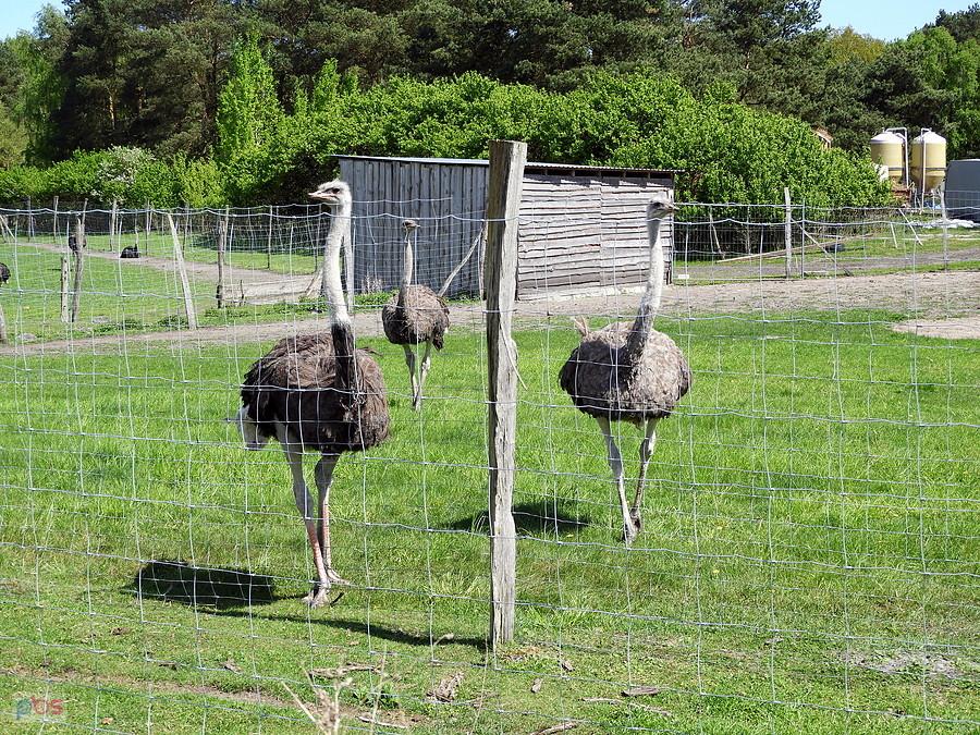 Ciekawskie strusie z Blankensee.