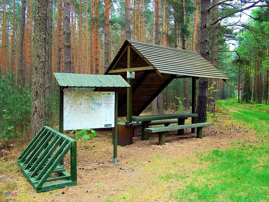 Leśne miejsce odpoczynku w okolicy Jodłowa nad Jeziorem Tarnowskim Dużym