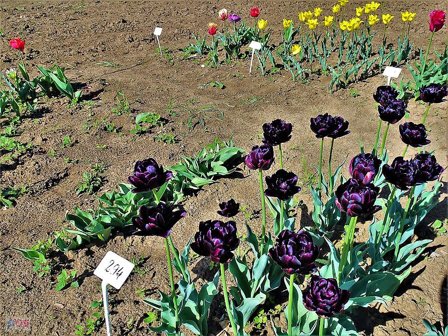 Lisewo Malborskie - Tulipany.