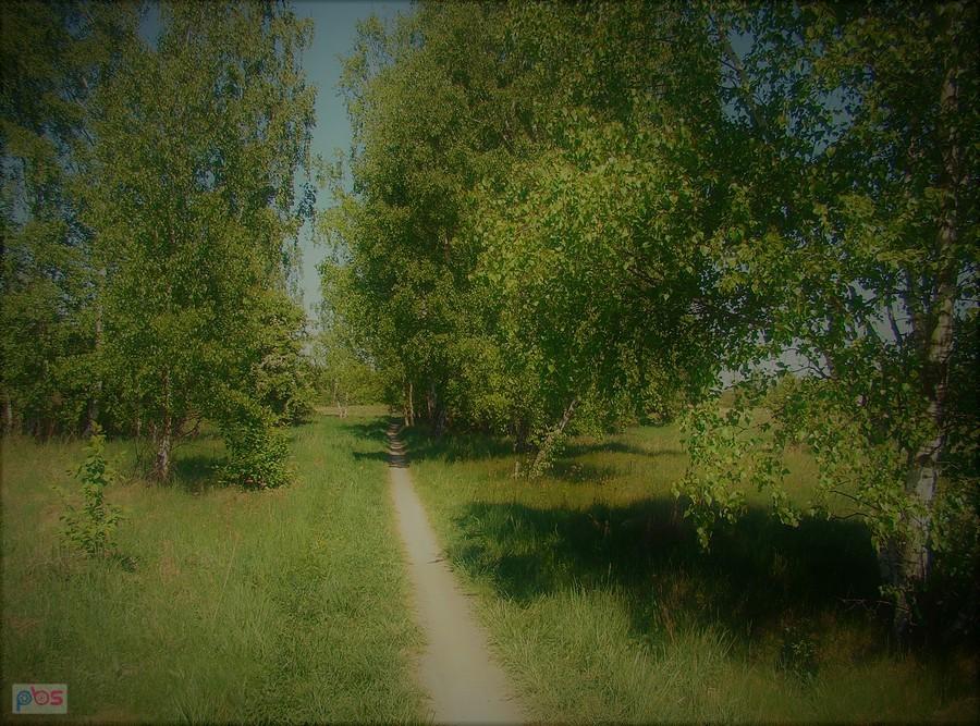 Ścieżka rowerowa między Serbami a Krzekotówkiem