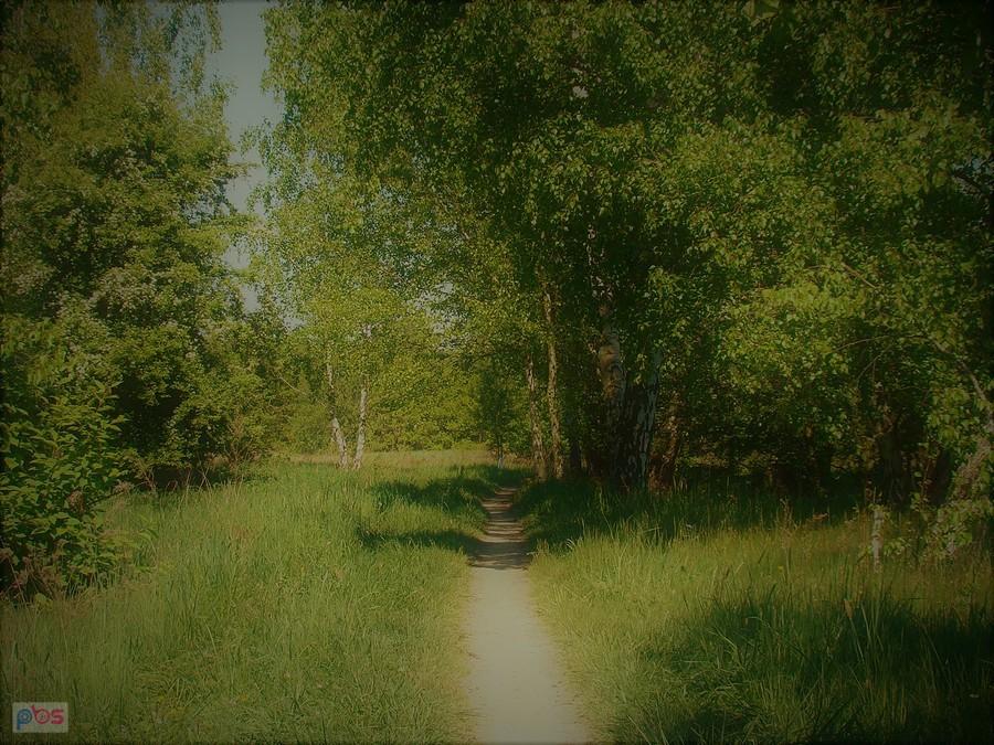 Urokliwa leśna ścieżka w pobliżu mostka na Kopance
