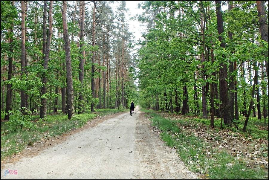 Elżbietka na przedzie