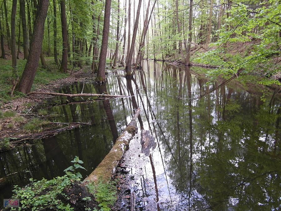 Brodnicki Park Krajobrazowy