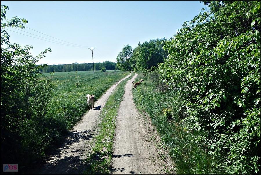 Mango i Papaja na drodze jakubowej