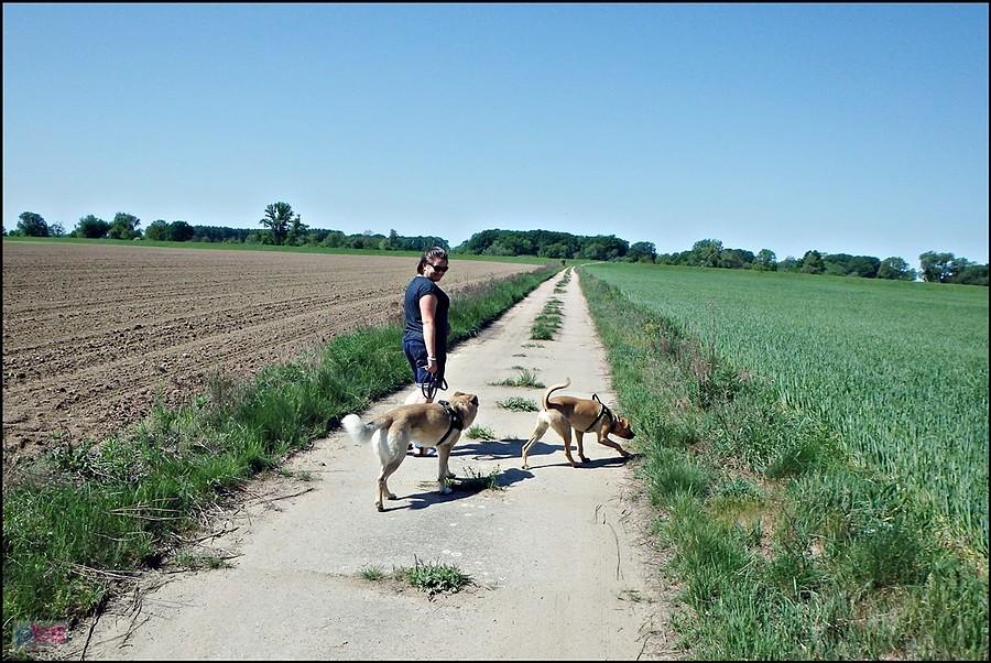 Z psiakami na spacerze