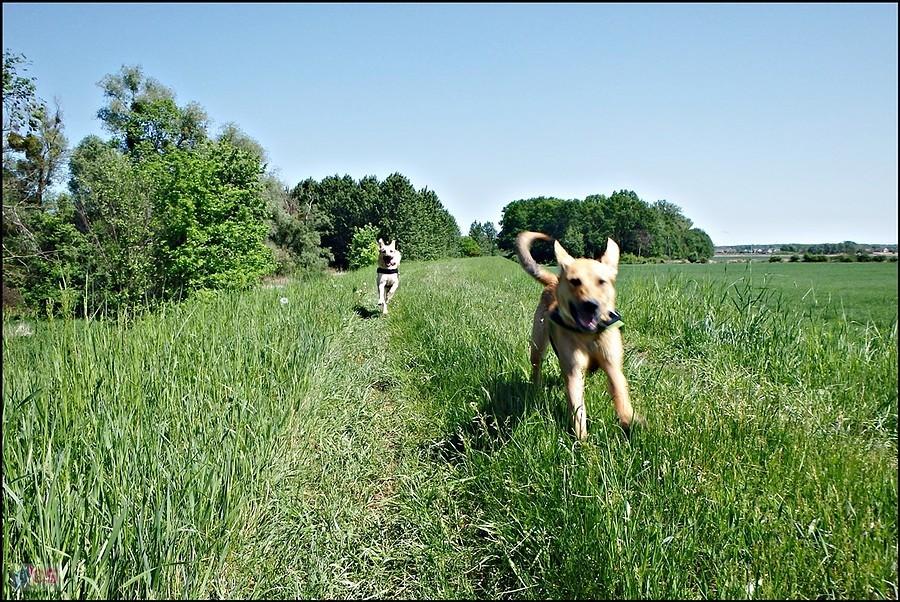 Wybiegane psiaki