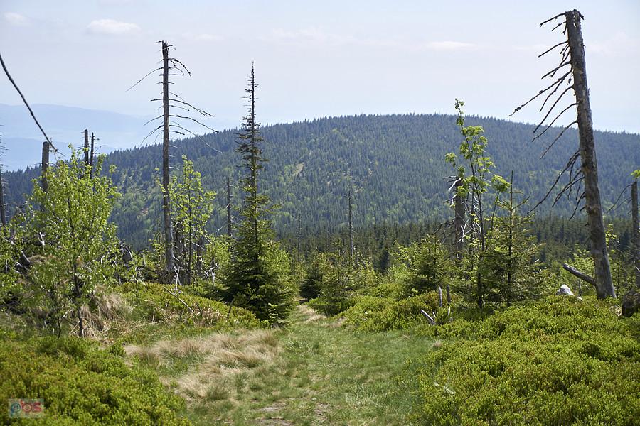 Czyrniec (1328 m.n.p.m)