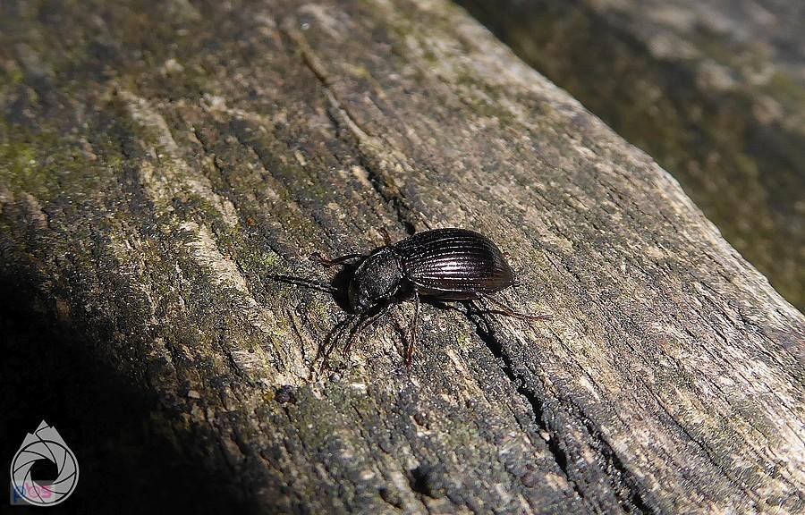 zagubiony Tenebrionice na ławce