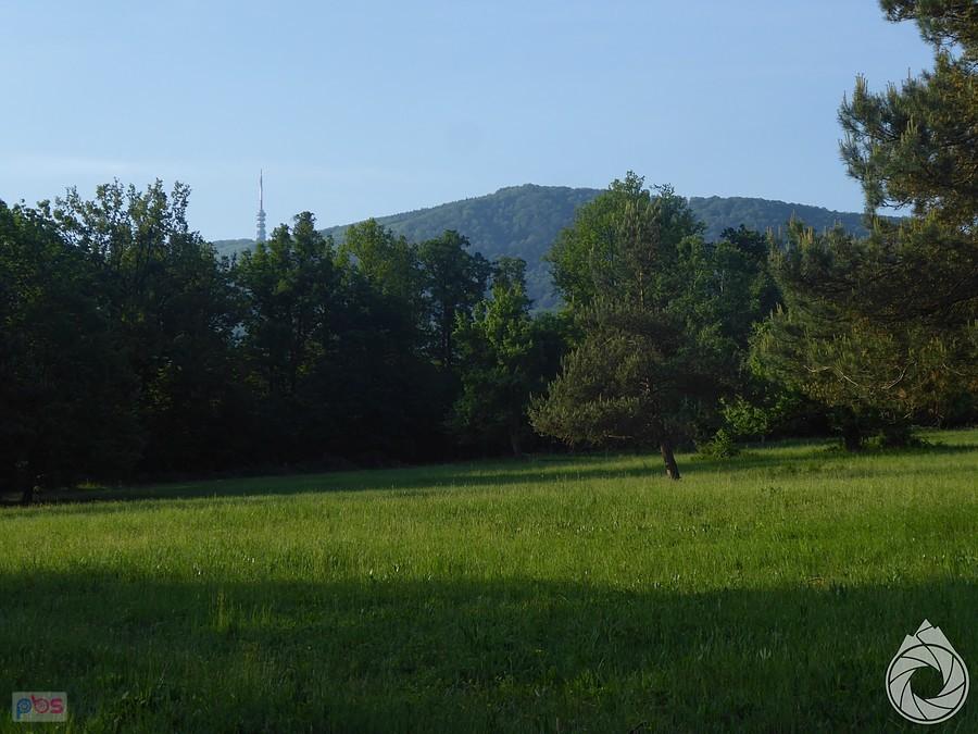 Kekesz z rana