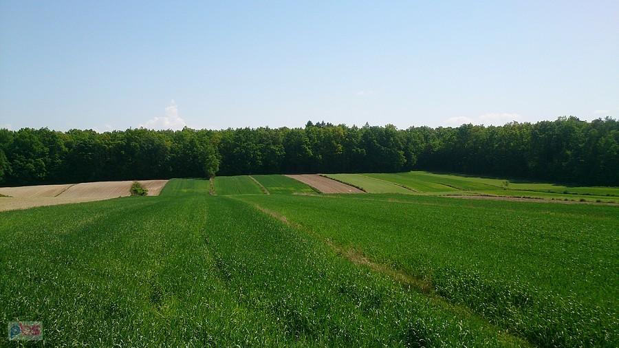 Pola koło Dębszczyzny