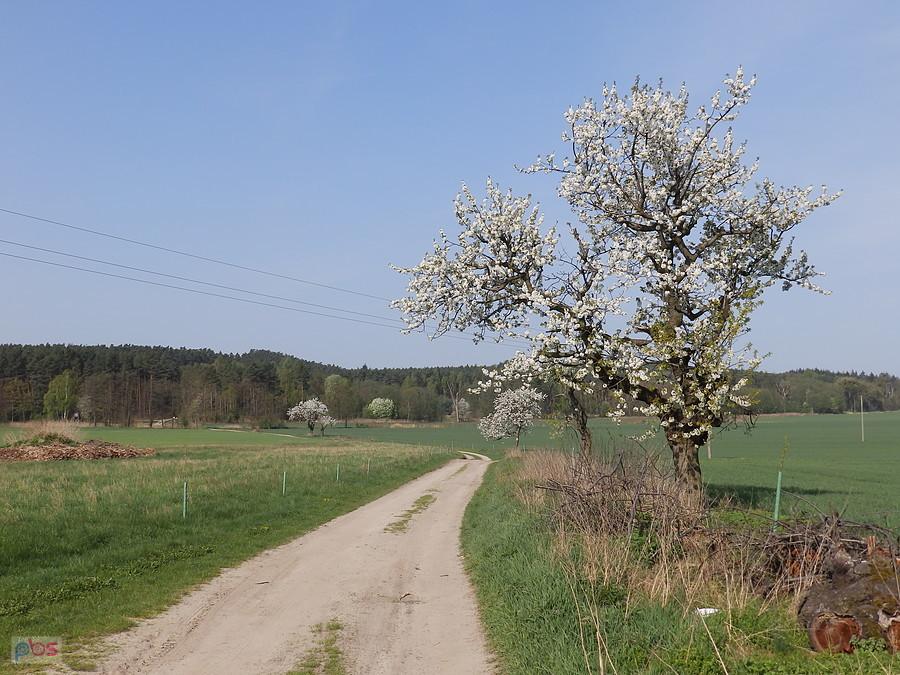 Wiosennie w stronę Lasu Wilczynskiego