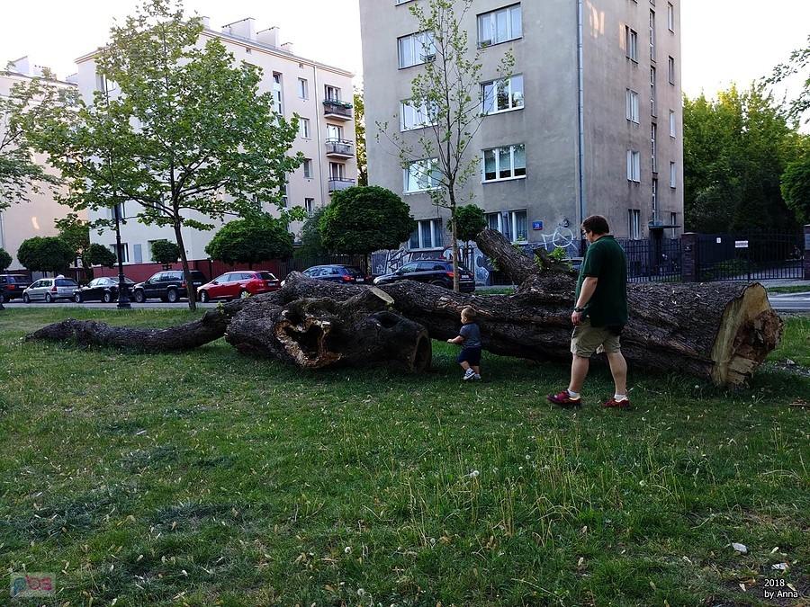 Zwiedzamy powalone drzewa.
