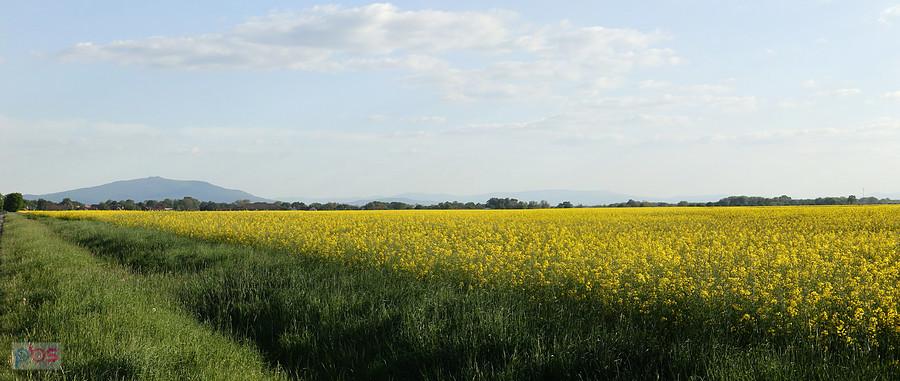 Żółty widok na Ślężę i Góry Sowie