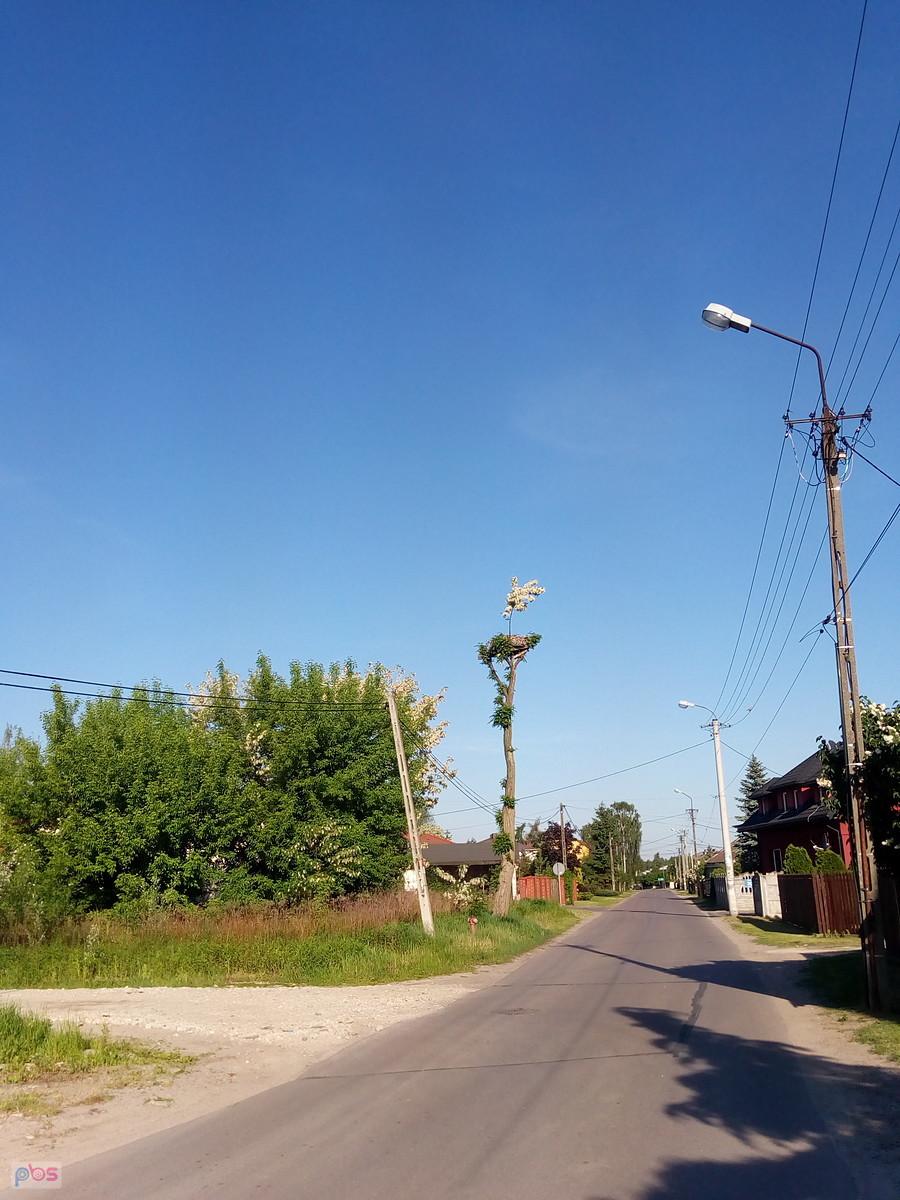 Bocianie gniazdo z kwitnącym parasolem