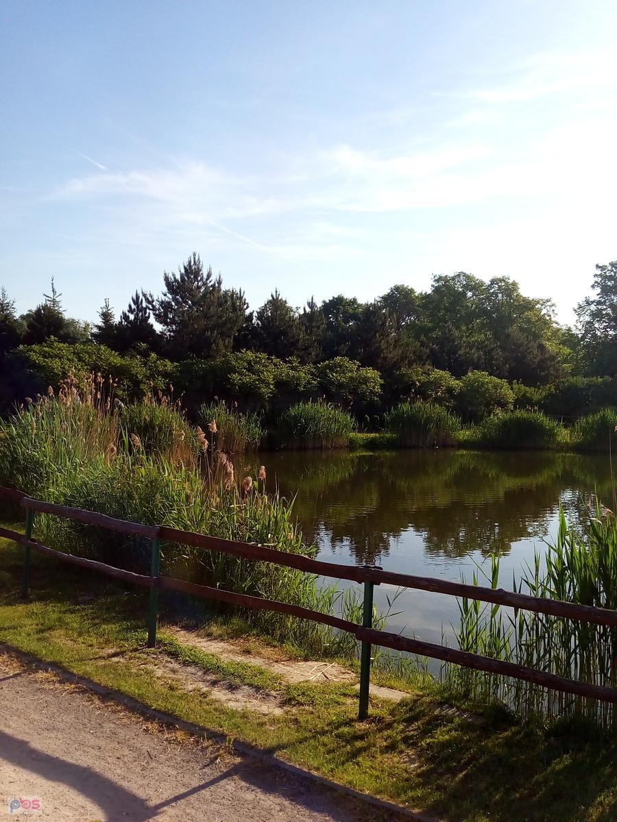Staw w Borzęcinie