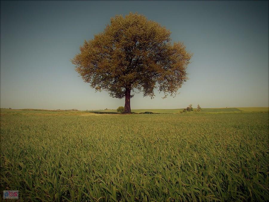 Zawsze je fotografuję