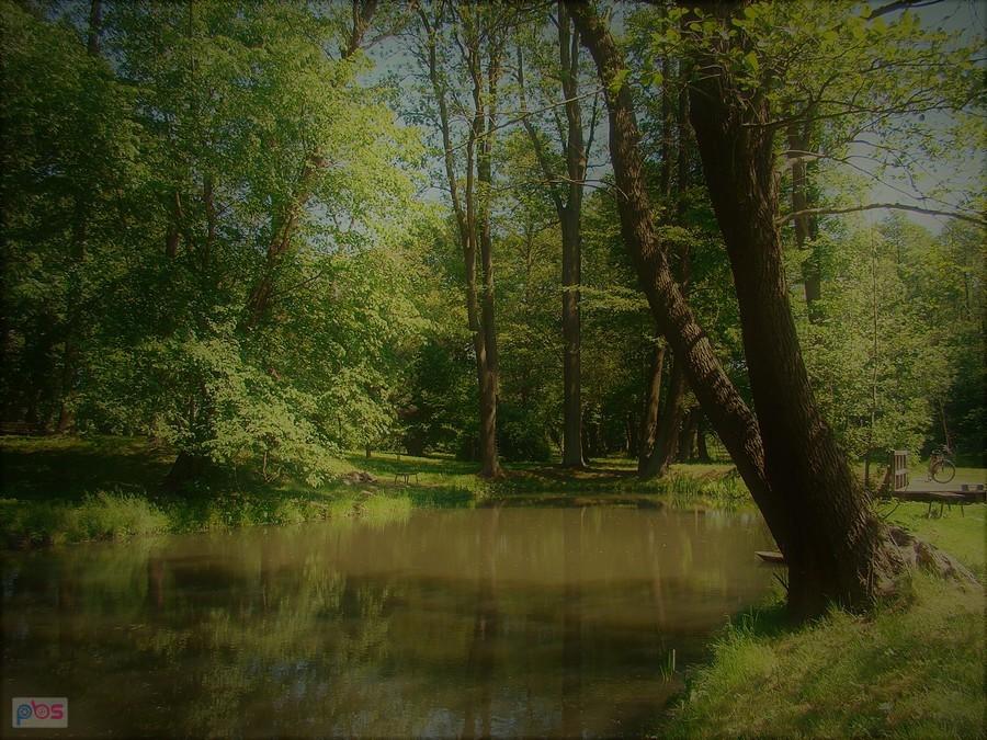 Park dworski w Żukowie
