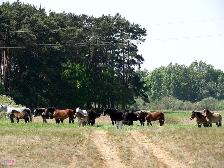 Stado koni pod Sławoszewem.