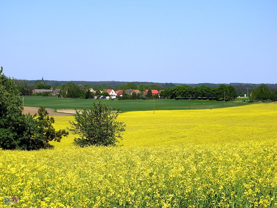 Obrazek spod Ploewen. Ach te rzepaki. Już przekwitają.