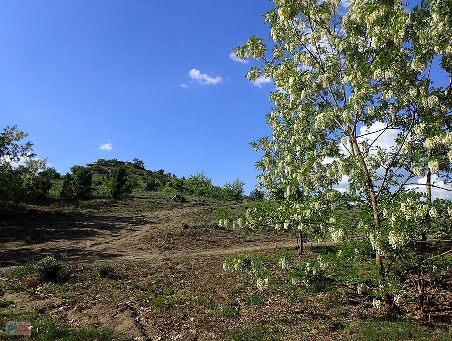 Kwitnąca robinia