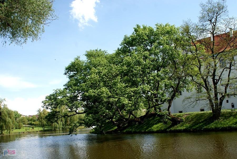 Kapitalne są te drzewa