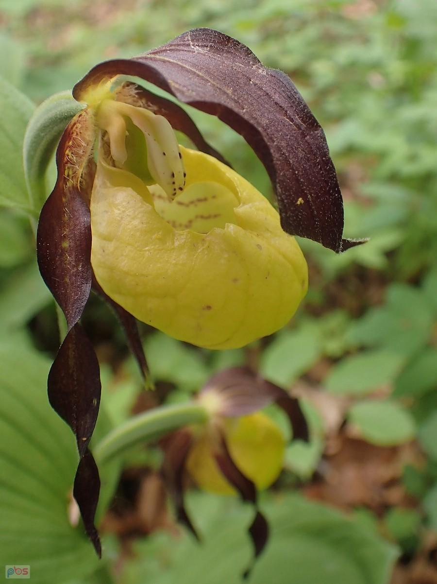 Kwiaty obuwika
