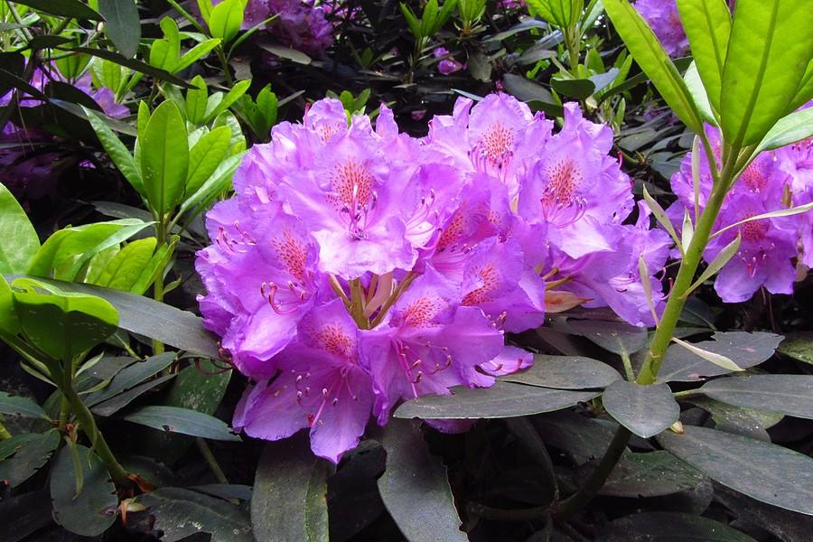 Rododendrony I