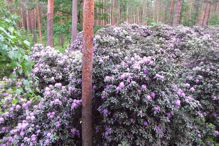 Rododendrony II
