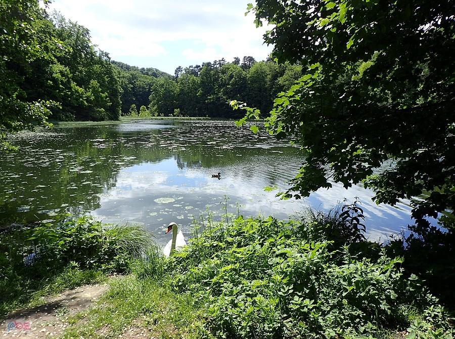 Łabędź i kaczka
