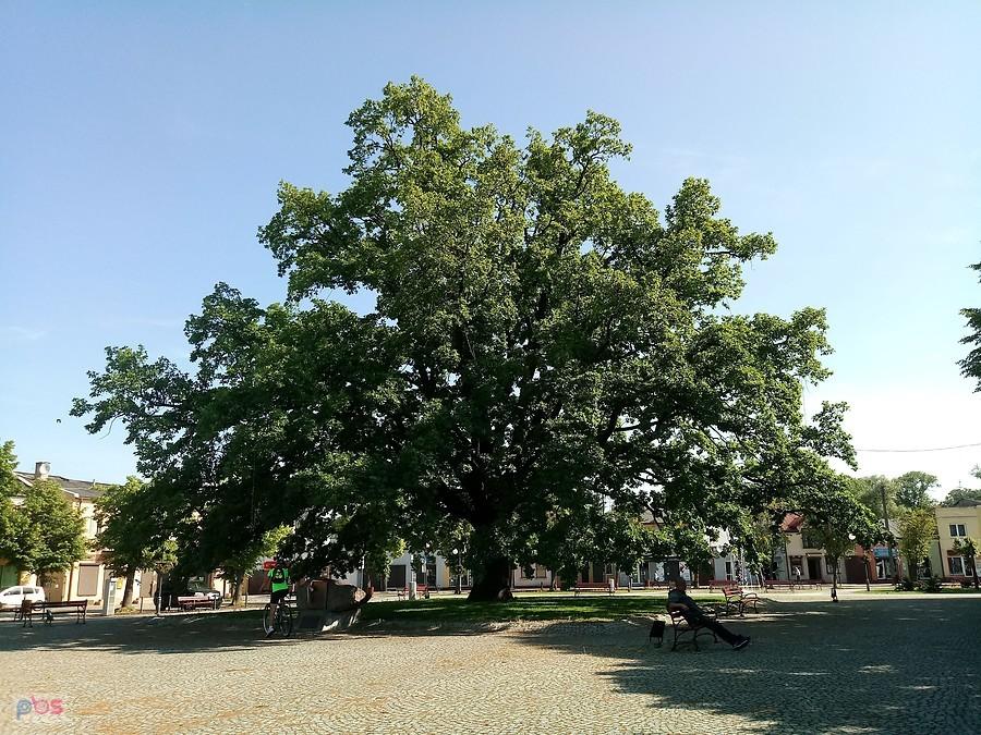Głowno Plac Wolności oraz Dąb Wolności posadzony w 10 rocznicę odzyskania niepodległosci przez Polskę. foto Daria