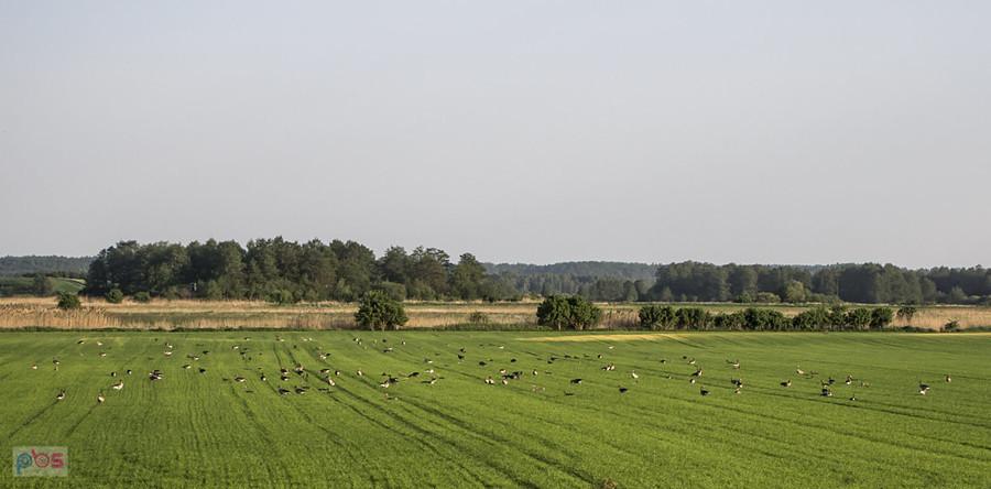 Gęsi na polu