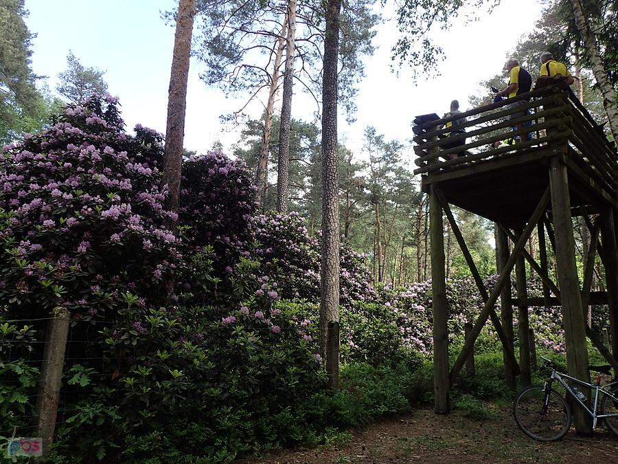 Rododendrony w Pawełkach