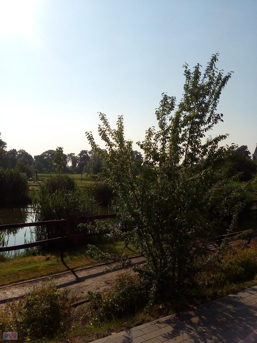 Staw w Borzęcinie