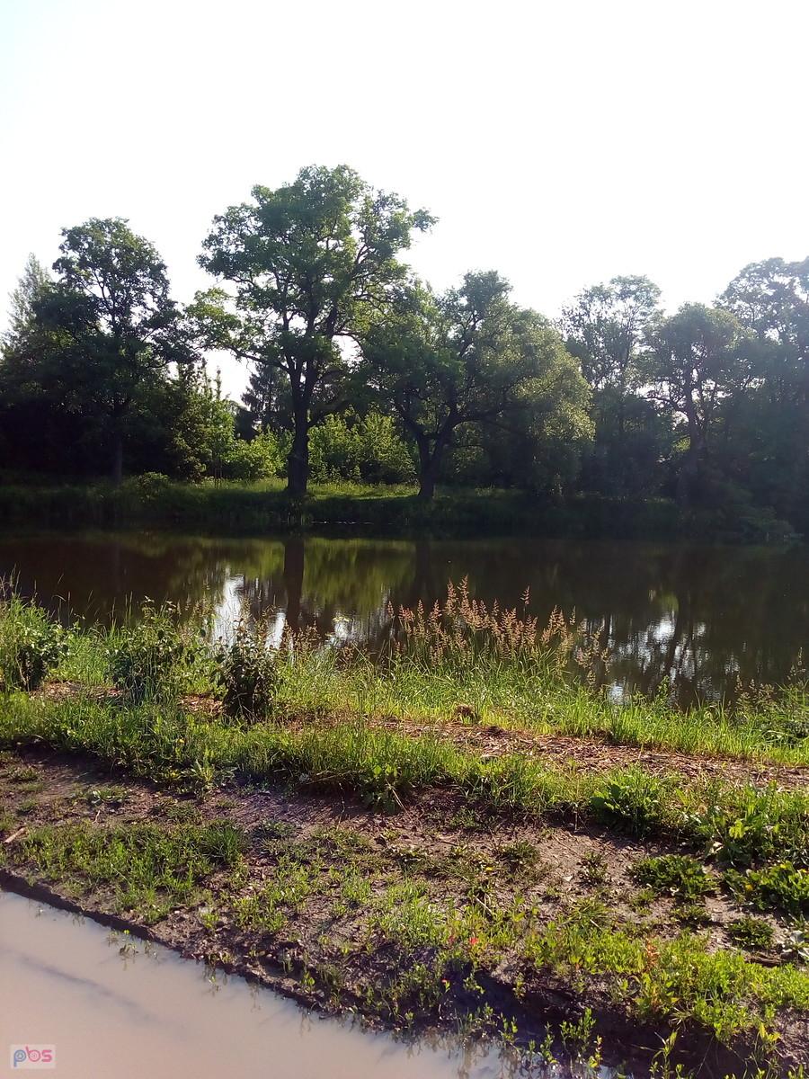 Staw w Ożarowie