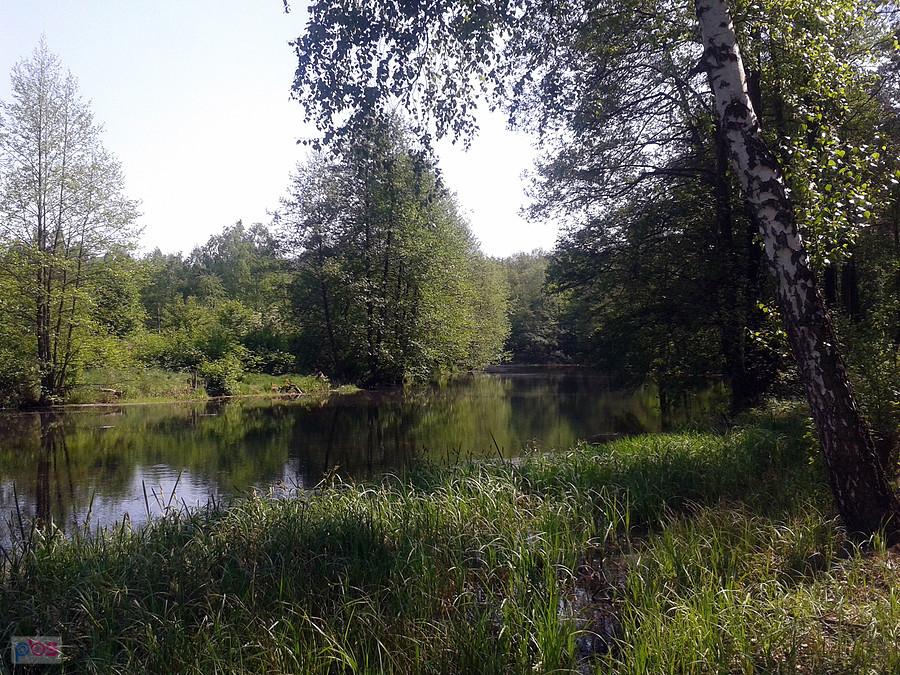 Starorzecze, Uniejów